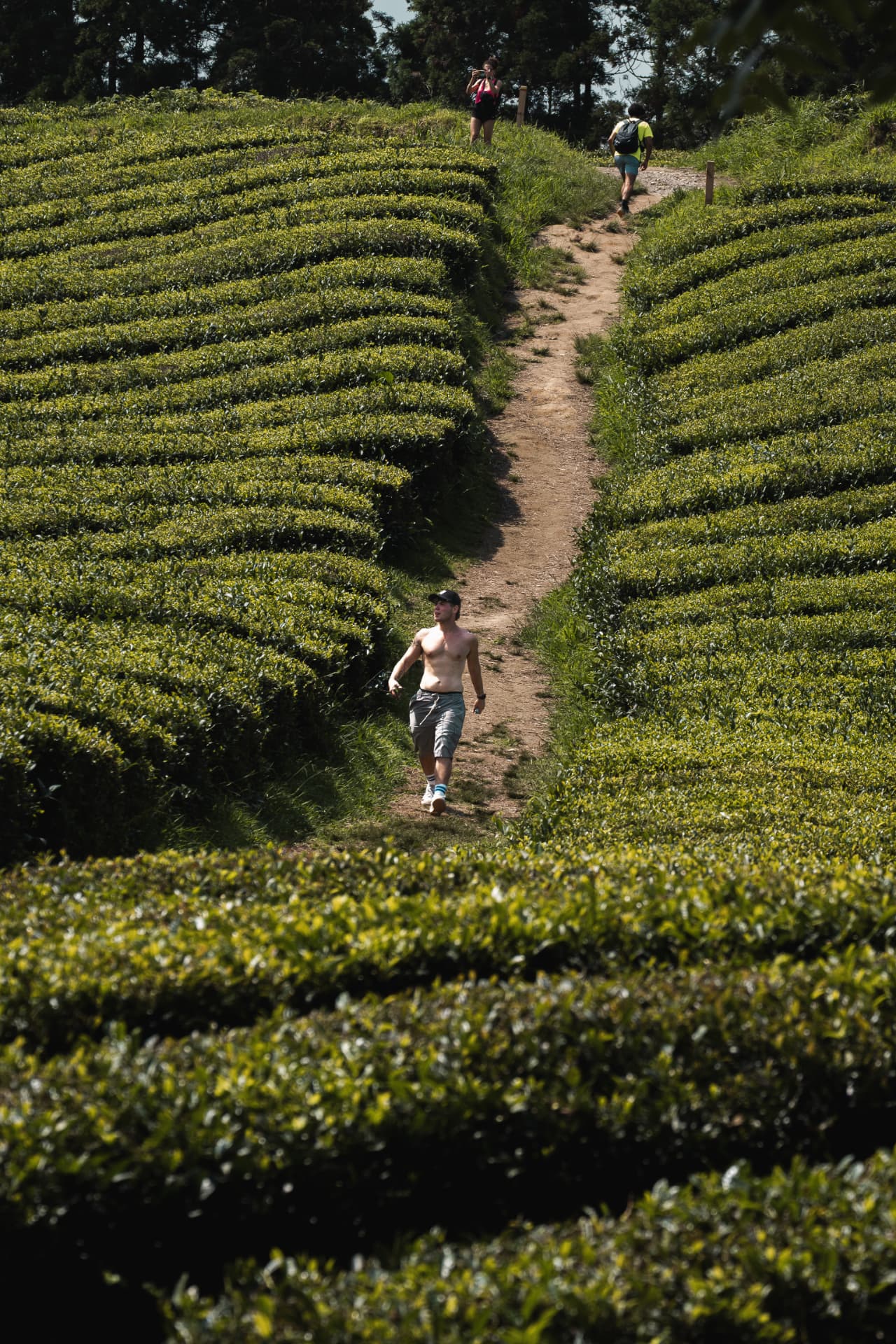 Runners on a winding path through tea plantations