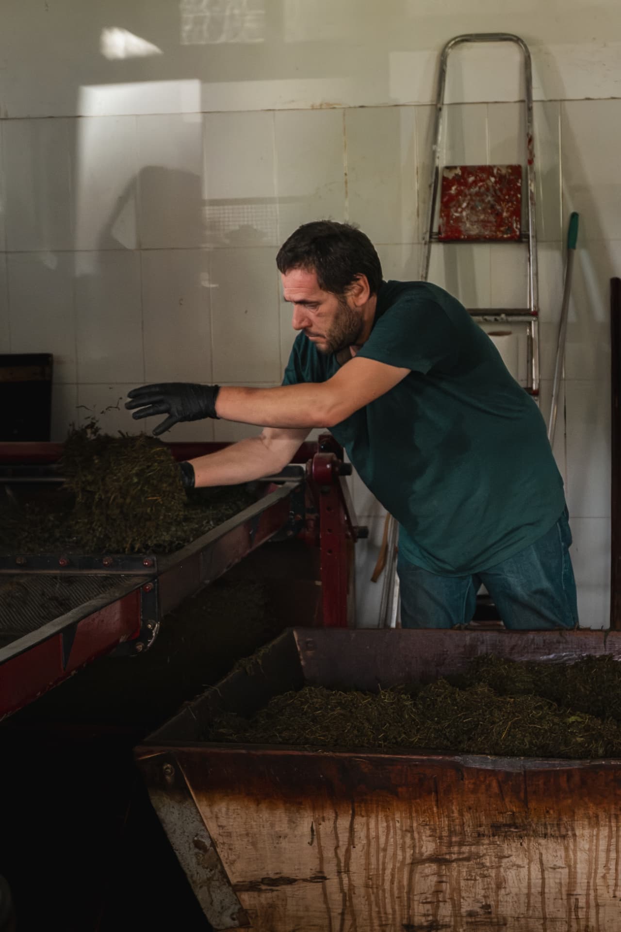Man sorting tea leaves at a processing machine