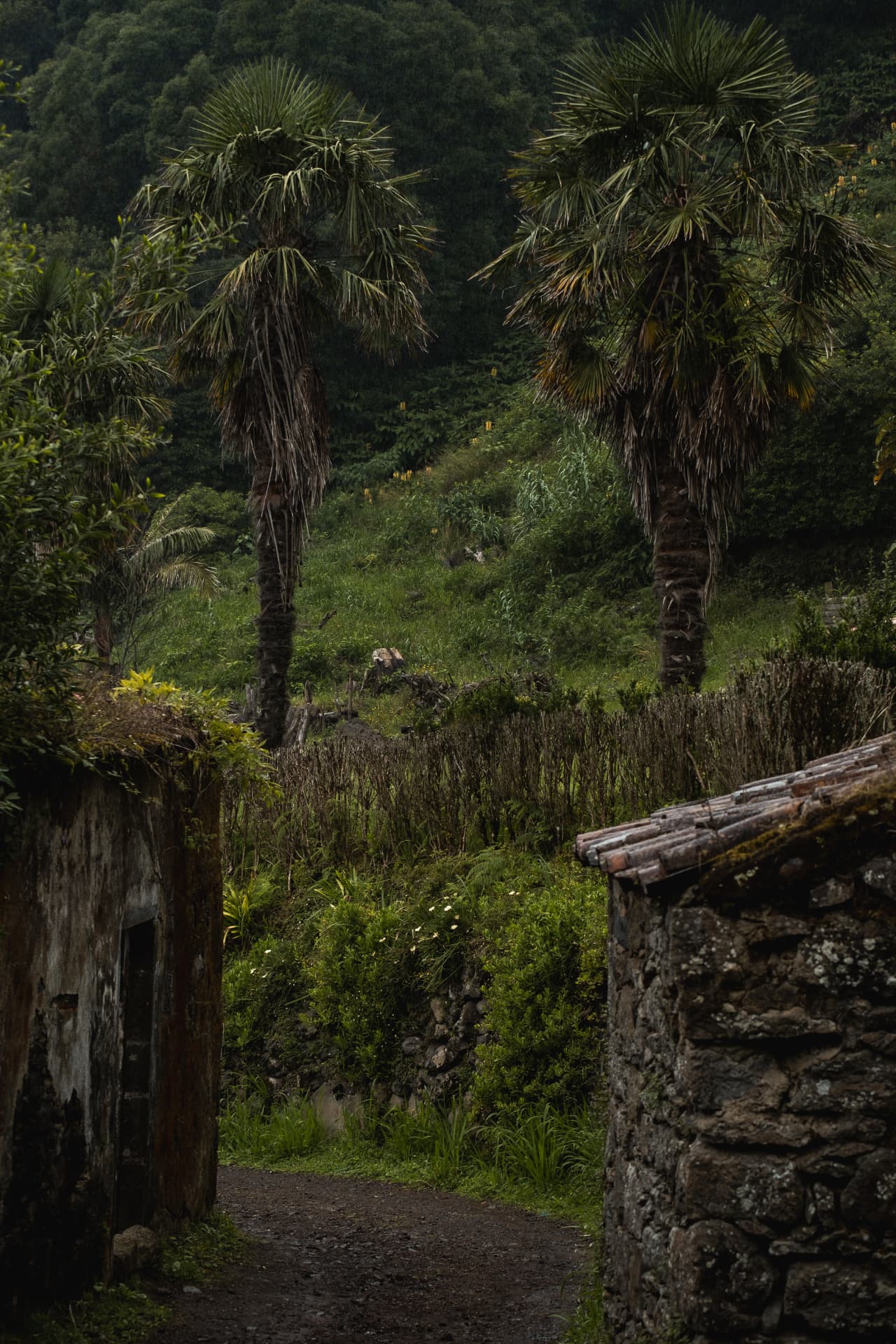 Palm trees and stone cottages along a village path