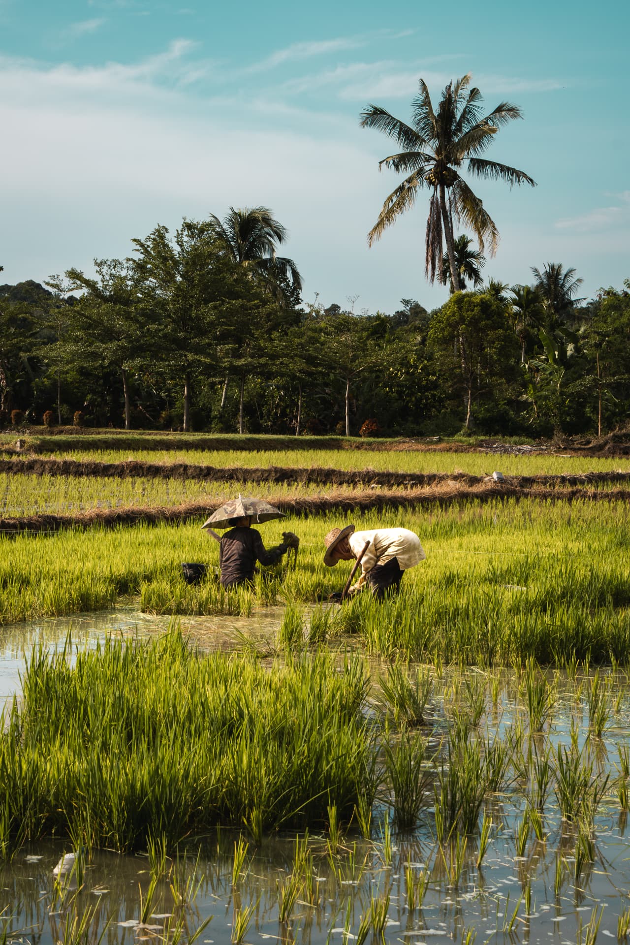 Two farmers working in a flooded rice paddy beneath a rainbow