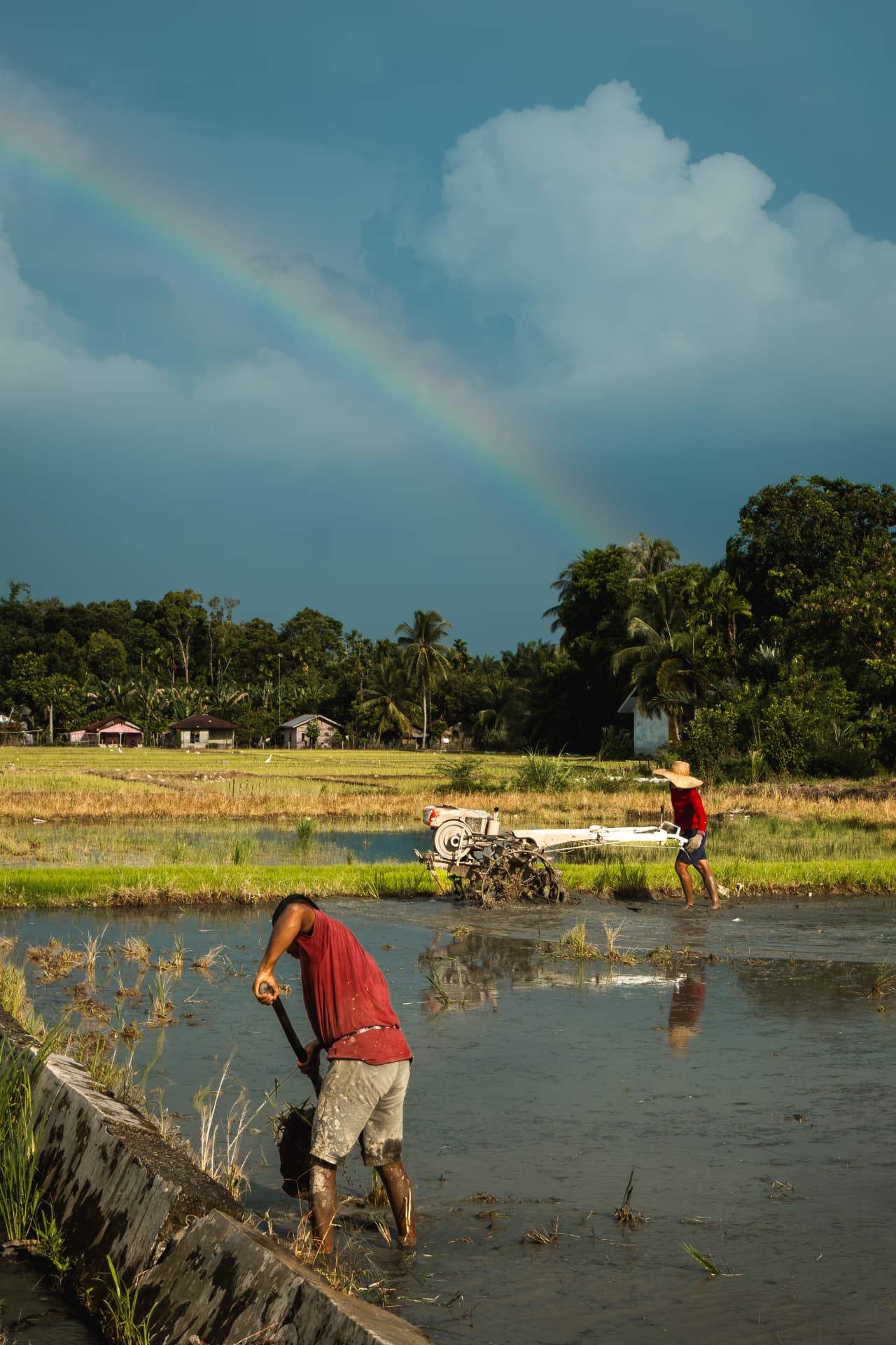 Two farmers working in a flooded rice paddy beneath a rainbow