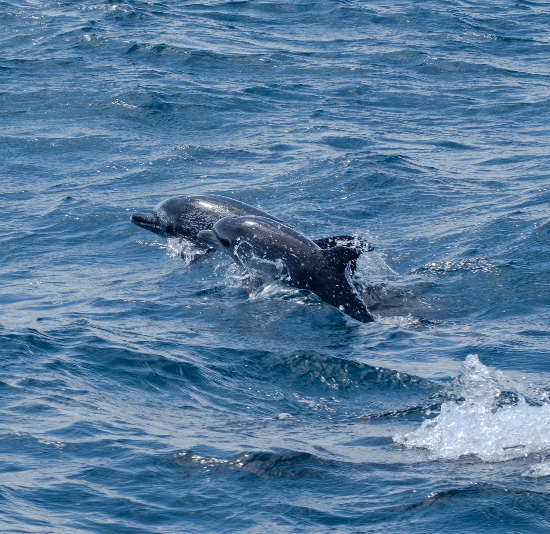 Two dolphins surfacing in bright blue ocean
