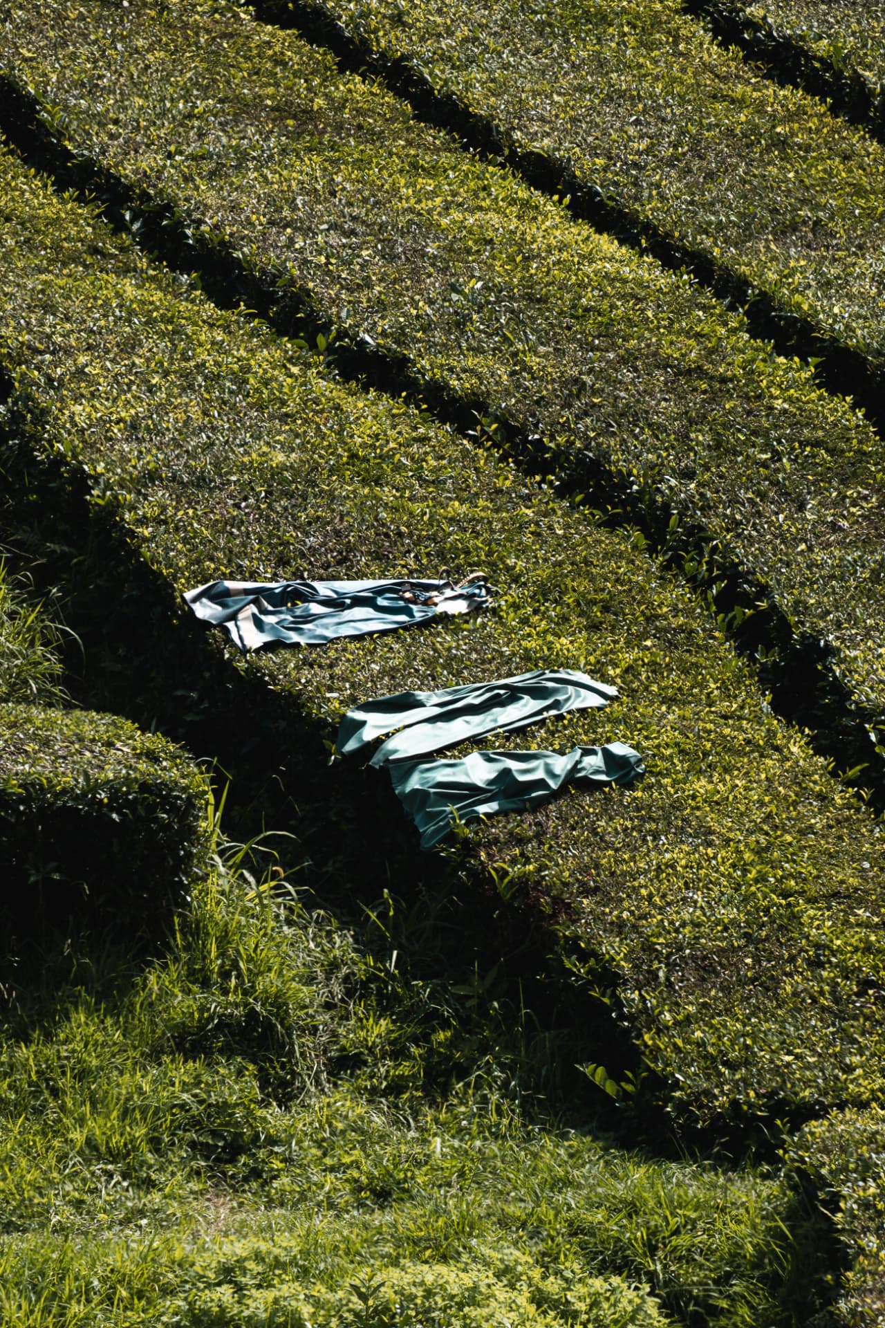 Two jackets drying on tea bushes in a plantation