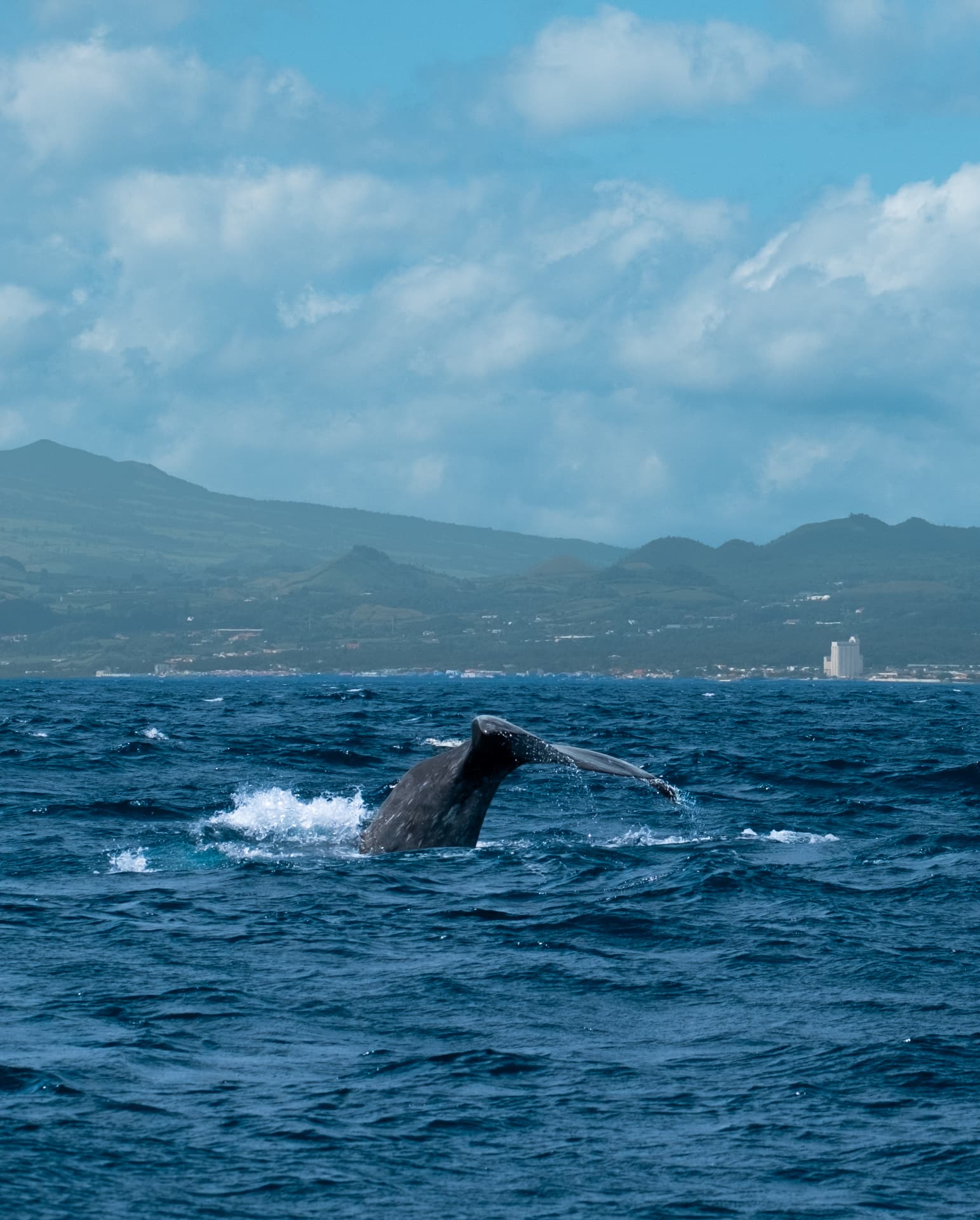 Whale tail fluke rising from the deep blue Atlantic