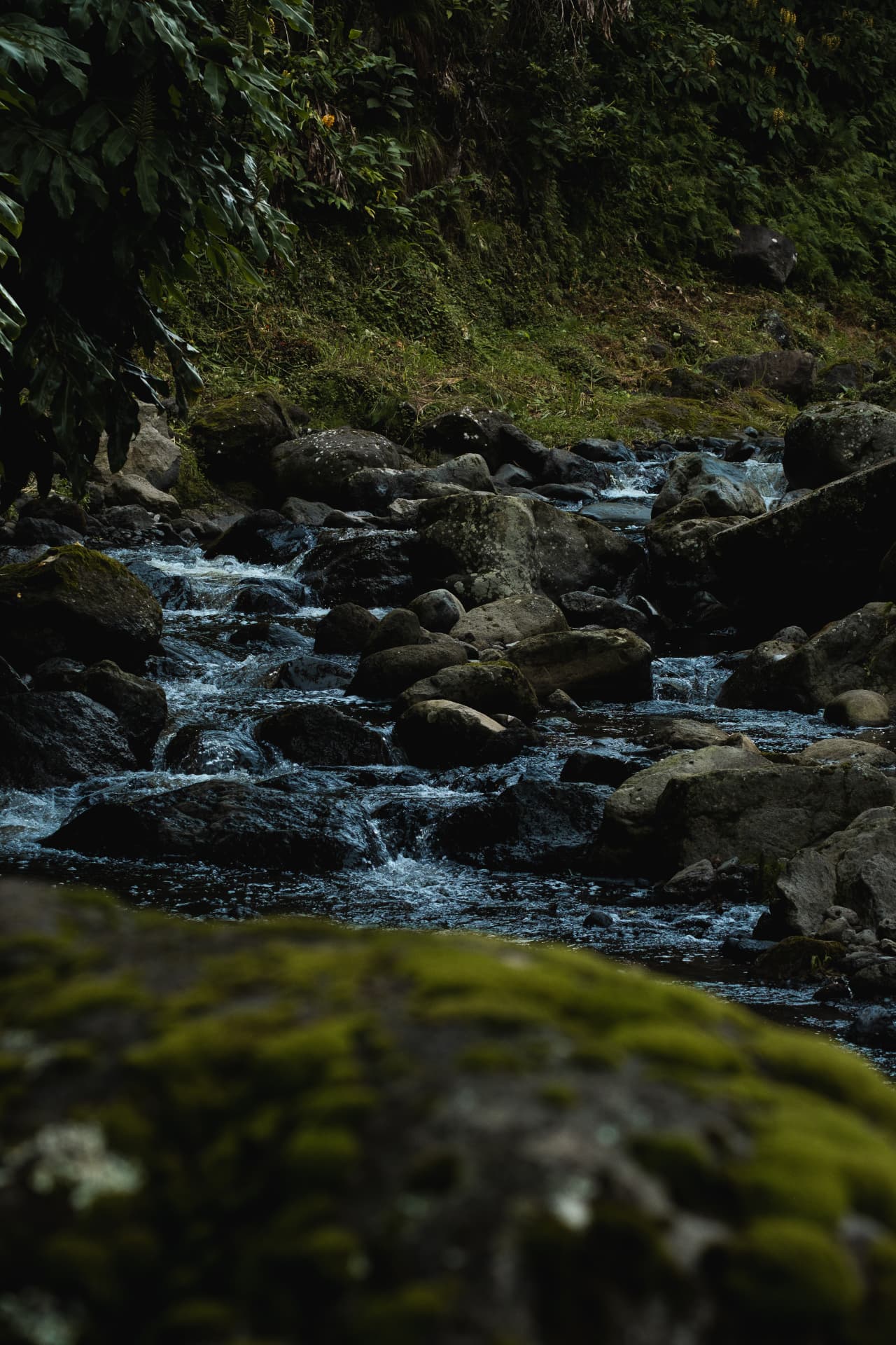 Rocky stream flowing through a shaded forest