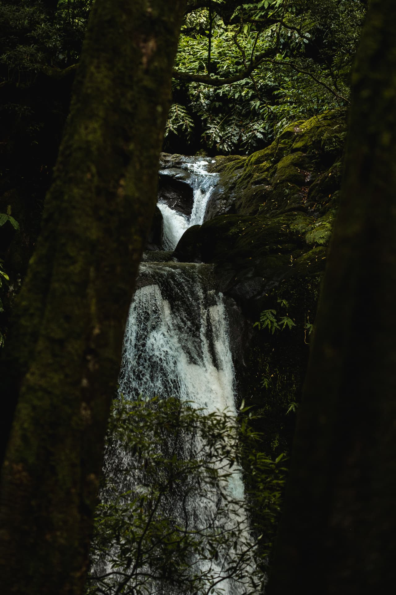 Waterfall framed by dark forest trunks
